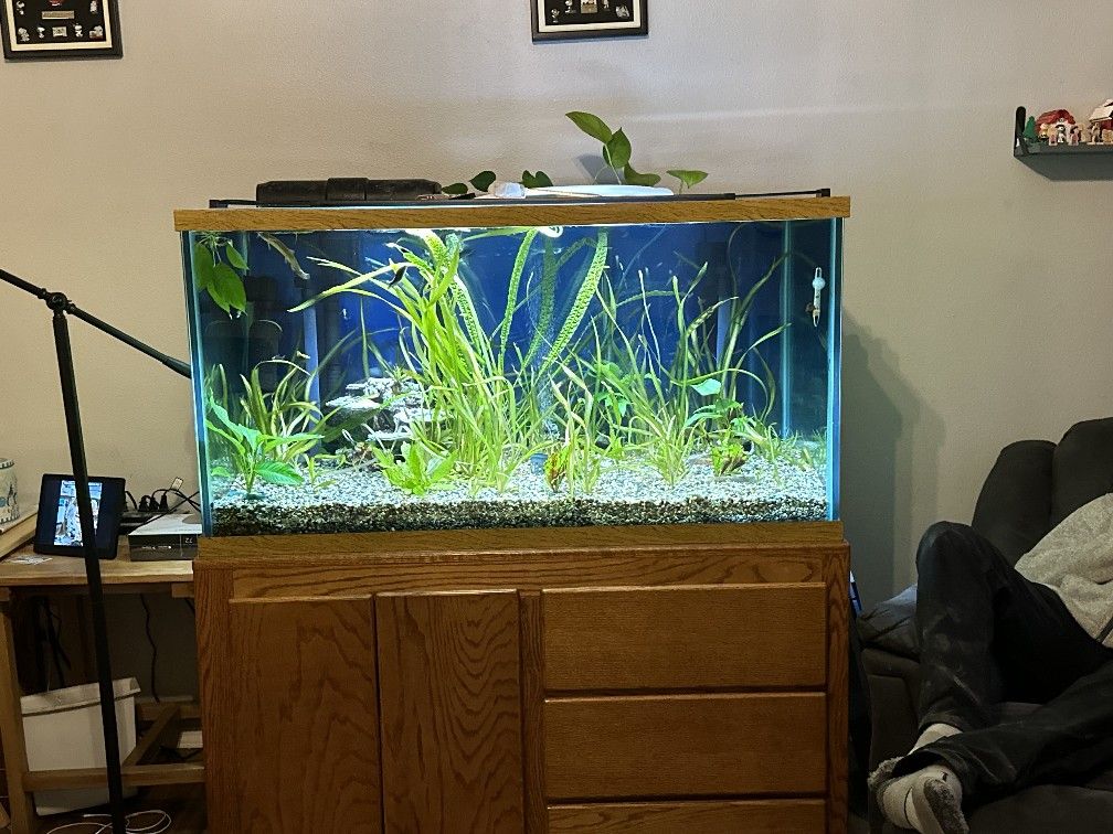 120 Gallon Fish Tank With Custom Base