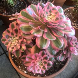 Aeonium Pink Witch