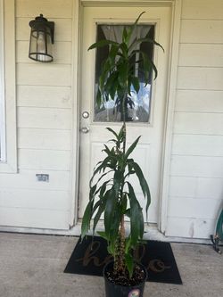 Lisa Plant