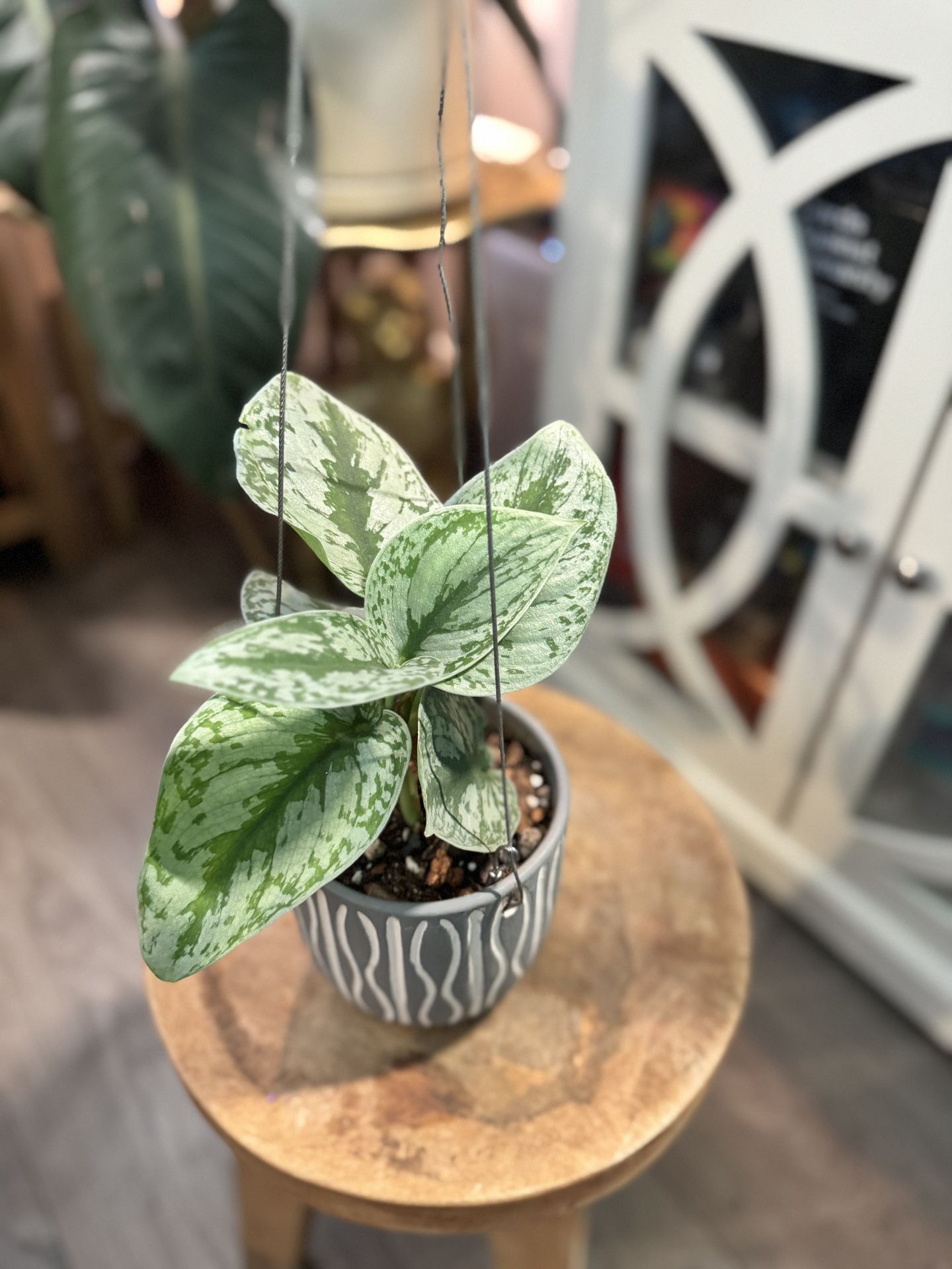 Scindaspus Exotica In Terracotta Hanging Pot Flowerpot Indoor House Plant