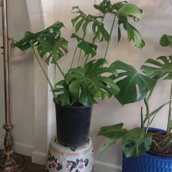 Monstera Plants