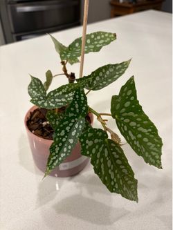 Begonia Plant
