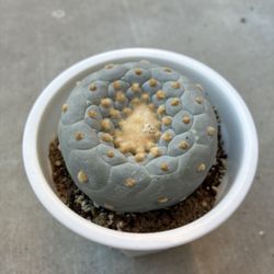 Super White LW Hybrid Cactus Succulent Plant 
