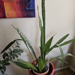 Snake plant