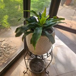 Cast Iron Plant in Decorative Ceramic Pot