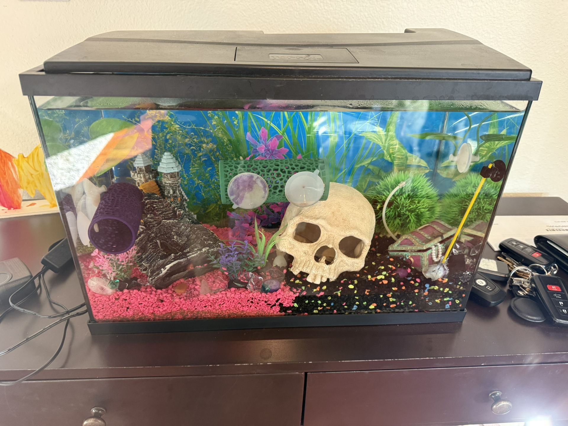 5 Gallon Fish Tank
