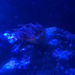 Live Coral