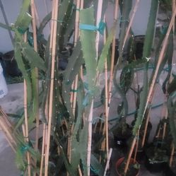 Yellow  Dragon Fruit (Ecuadorian)