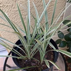 Spider plant in one gallon plastic pot 🪴
