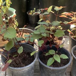 Beefsteak plant -Rau Tía Tô. Perilla 5$ Pot