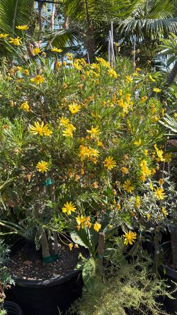 African bush daisy plant
