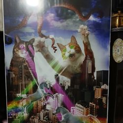 Cat Picture 