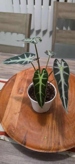 Alocasia Polly