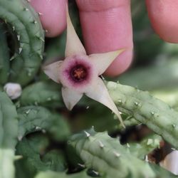 Stapelia Starfish 