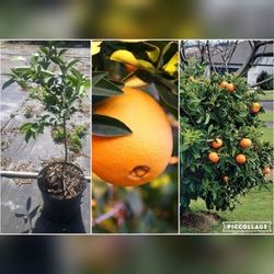 Navel Oranges Grafted Dwarf Trees 7gal 
