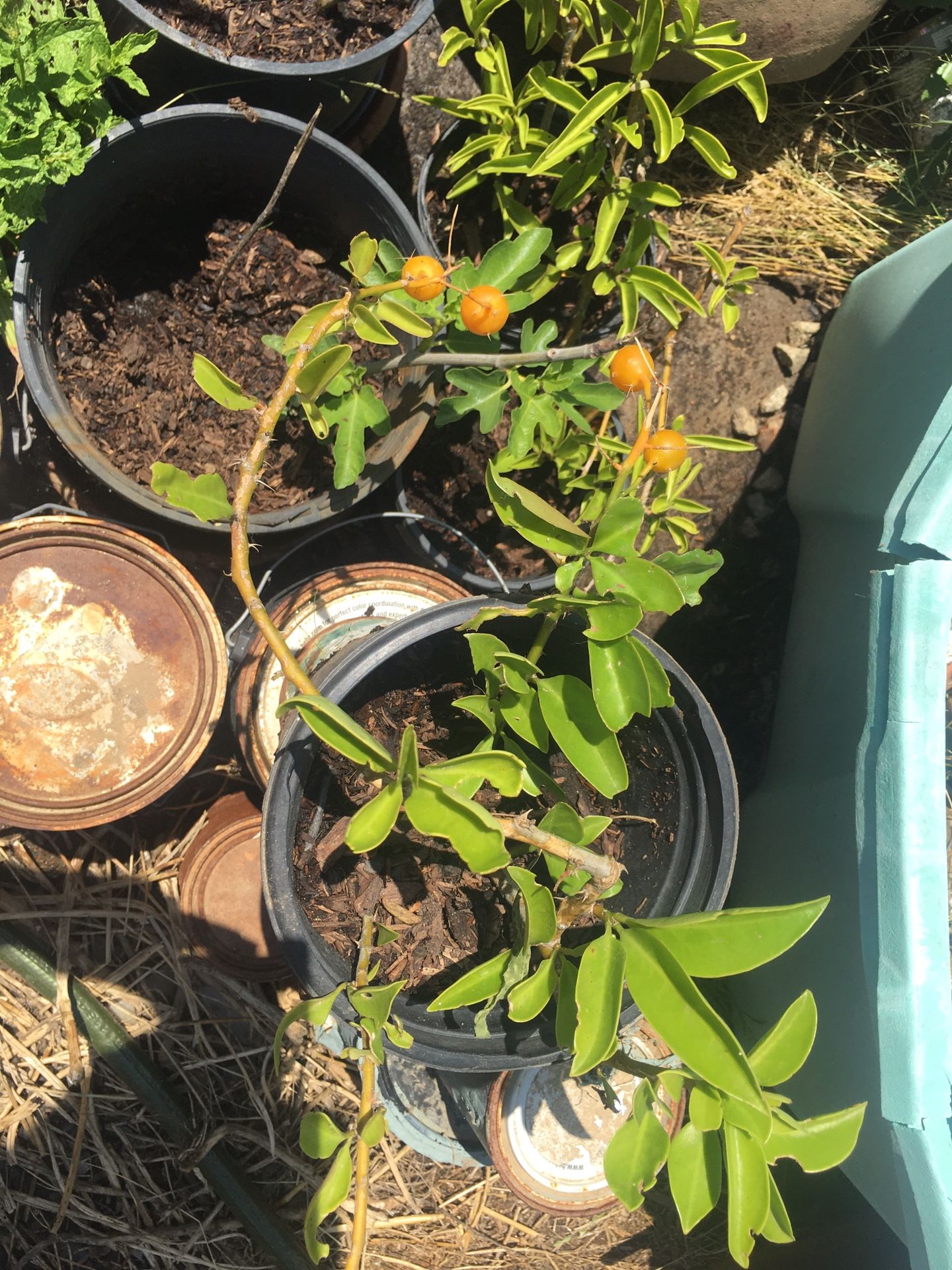 cat's-claw vine / Una De Gato (Dolichandra unguis-cati)