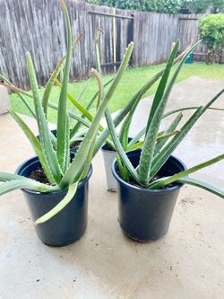 ❤️🟥Aloe Vera for A Cause🟥❤️read description