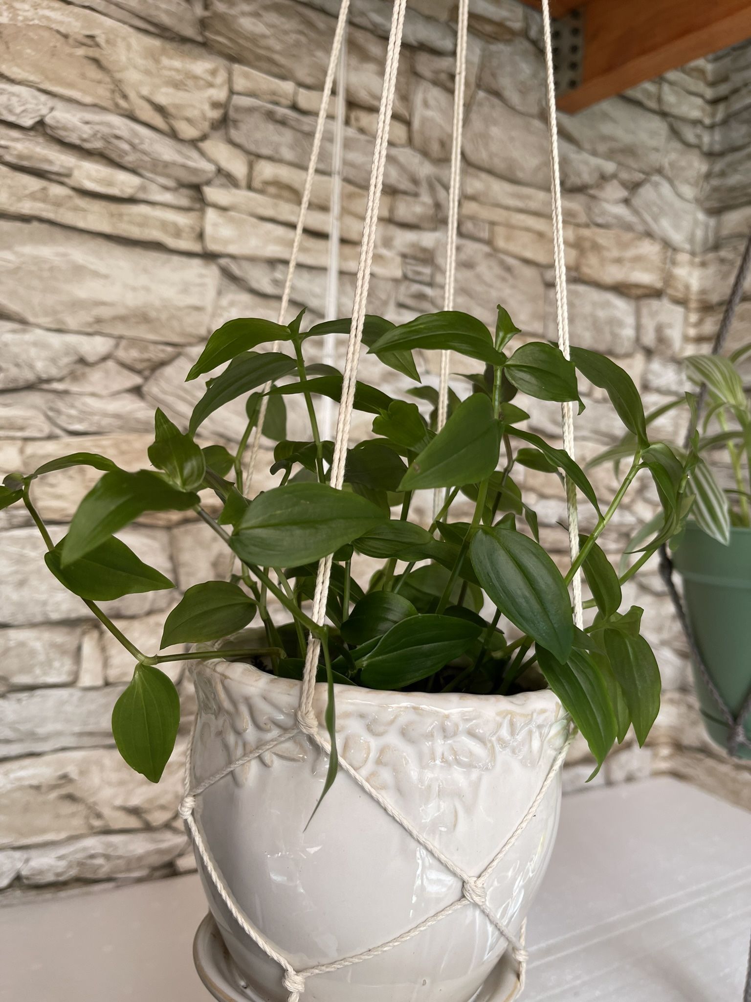 Tradescantia Beautiful Easy To Care House Plant In Cute Ceramic Pot Wirth Sauser.