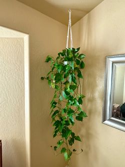 Golden Pothos Plant w/ Macrame Hanger
