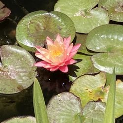 Gorgeous Hardy Water Lily 