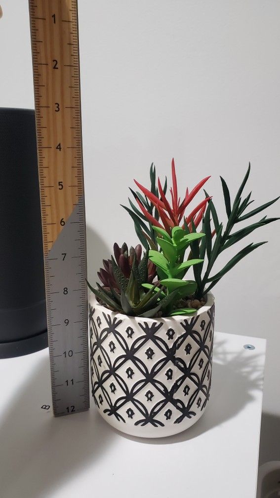 Desktop Succulent Decor