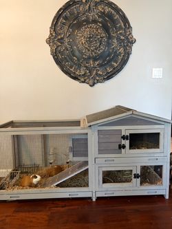 🐹 Two Male Guinea Pigs + Large Habitat & Accessories – $150 OBO