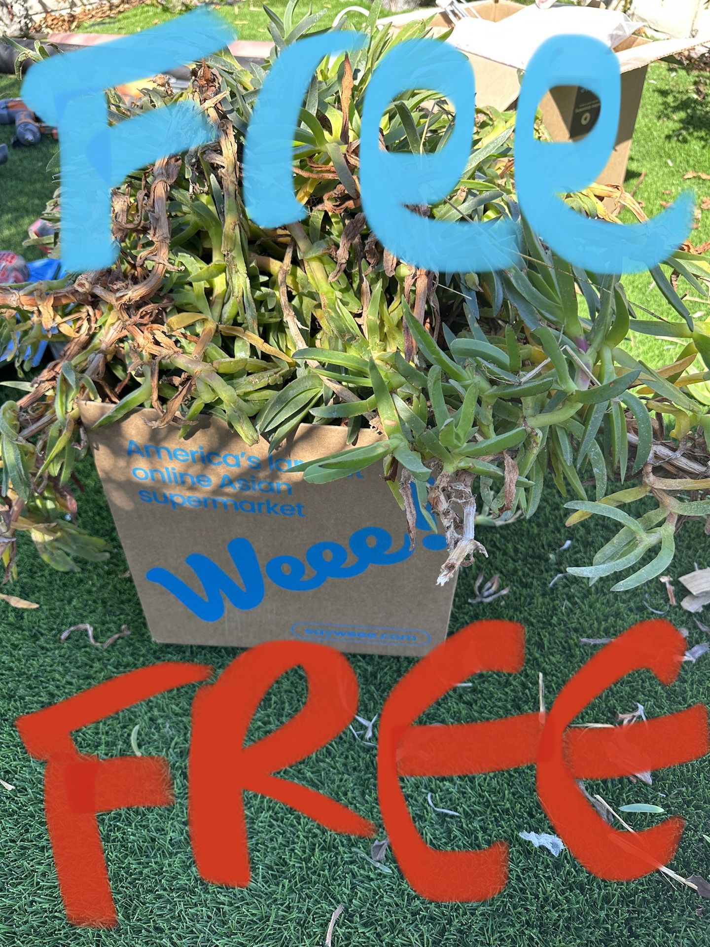 FREE ice plant ground cover succulent, pick up in Mira Mesa for Sale in