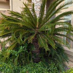 Large And Small Sago Palm Tree