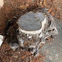Birch Stump