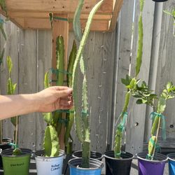 Dragon Fruit “Black Dragon” OBO 