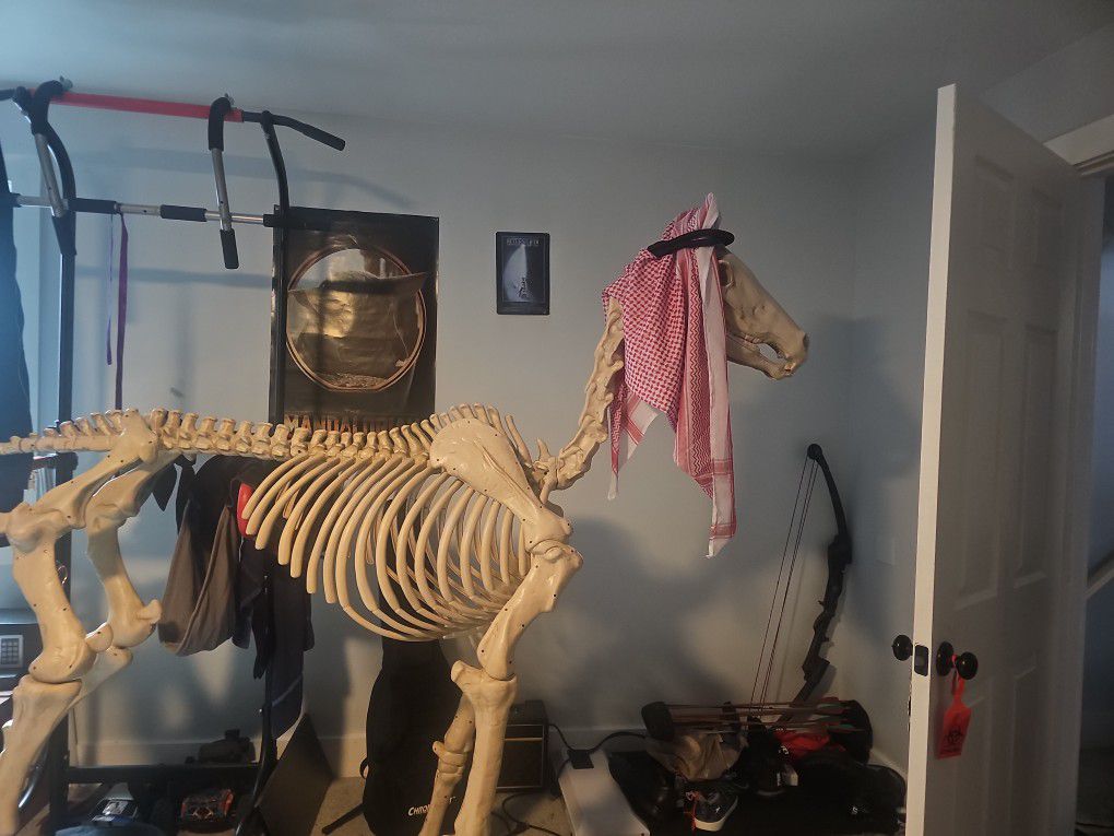Skeleton Horse. Works. Outside For Just Halloween