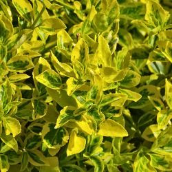 Euonymus fortunei Plant