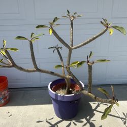 Plumeria Tree