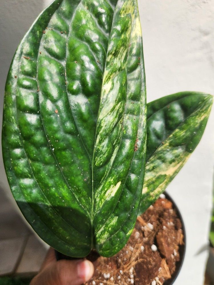 Monstera Peru Varigated