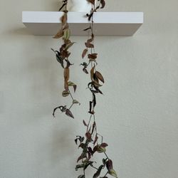 Plants - Wandering Dude