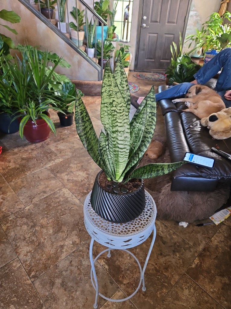 Sansevieria Snake Plant In New 7in Ceramic Pot With Stones