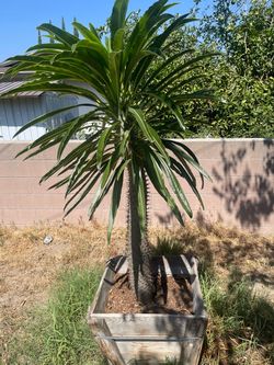 Madagascar palm healthy