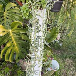 Plantas suelo grande