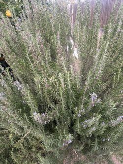 Rosemary
