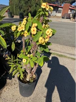 Rare yellow crown of thorn