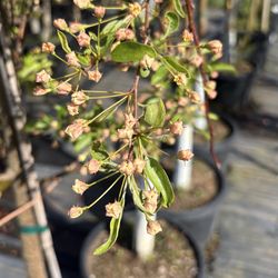Red Jewel Crabapple Trees