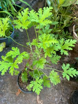 Citronella para los mosquitos