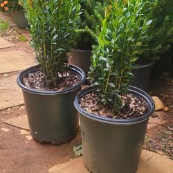 2.5qt Gal Japanese Pecil Shrubs $10 Each
