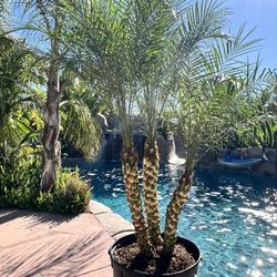 🌴 Pygmy Date Palms – 7.5ft Multi-Trunk / Patio Ready 🌴