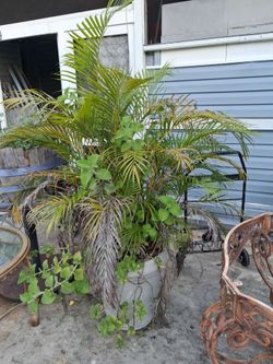 Large Potted Palm Plant in Gray Planter