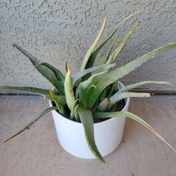 Aloe Vera Plant