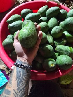 Aguacates