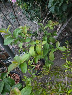 Pink sweet guava tree ready to transplant