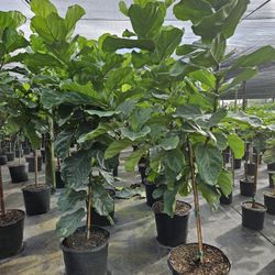  Fiddle-leaf fig (Ficus lyrata) all sizes available staring$60
