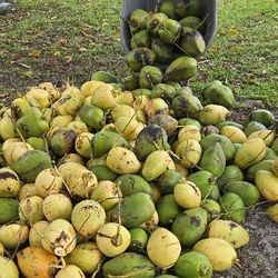 Fresh Coconuts 